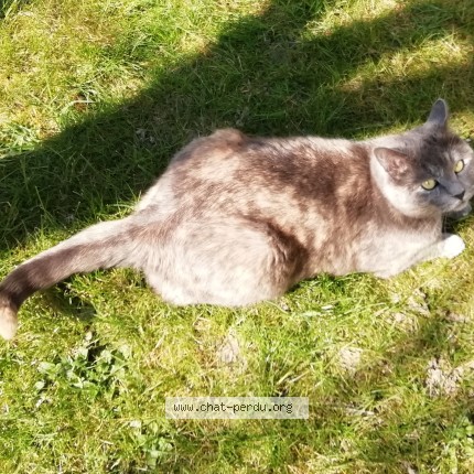 Photo 1/1 Chat retrouvé Perdu à Vert Saint Denis