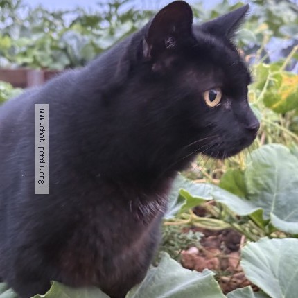 Photo de chat perdu à Marclopt