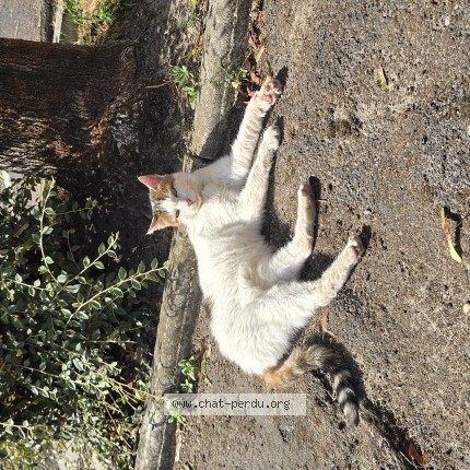 Photo de chat trouvé à Livry Gargan