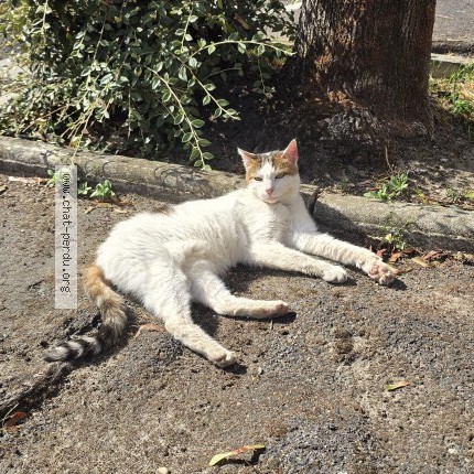 Photo 1/1 Chat trouvé Trouvé à Livry Gargan