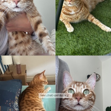Photo de chat perdu à Romans Sur Isere