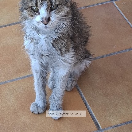Photo de chat trouvé à Cap D Agde