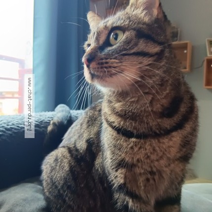 Photo 1/1 Chat trouvé Trouvé à Chamoux Sur Gelon