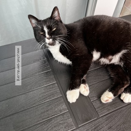 Photo 1/1 vanille Chat perdu à Lisieux