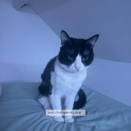 Photo de chat perdu à Gonesse