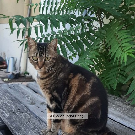 Photo 1/1 Aspasie Chat perdu à Lyon