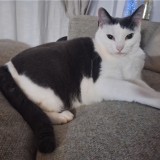 PIXEL