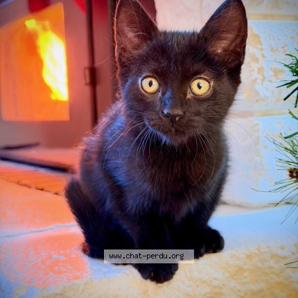 Photo de chat perdu à Bray Sur Seine