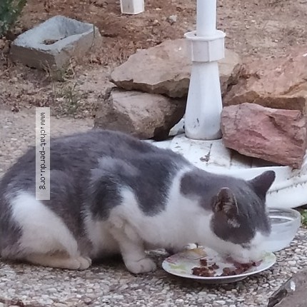Photo 1/1 Chat trouvé Trouvé à Saint Melaine Sur Aubance