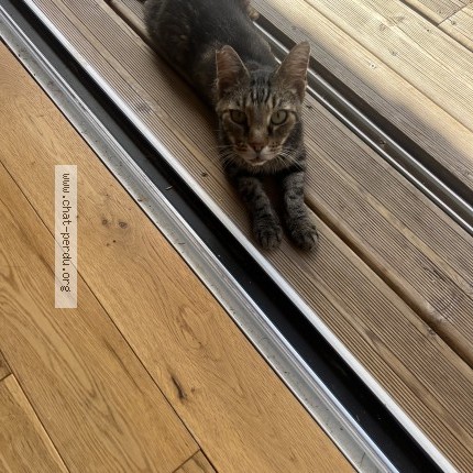 Photo 1/1 Chat trouvé Trouvé à Monacia D Aullene