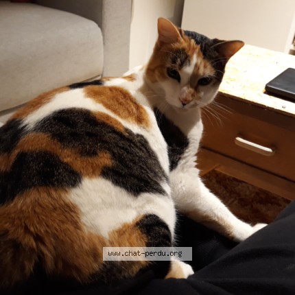 Photo de chat perdu à Arcachon