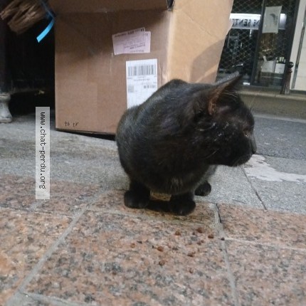 Photo 1/1 Chat trouvé Trouvé à Nogent Sur Marne