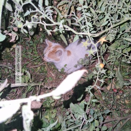 Photo de chat trouvé à Champtoce Sur Loire