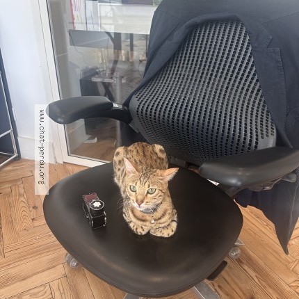 Photo 1/1 suzette Chat perdu à Bordeaux