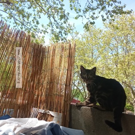 Photo 1/1 diamssou Chat perdu à Castres