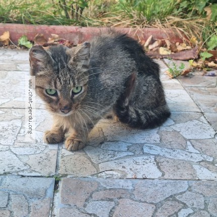 Photo 1/1 Chat trouvé Trouvé à Bondy