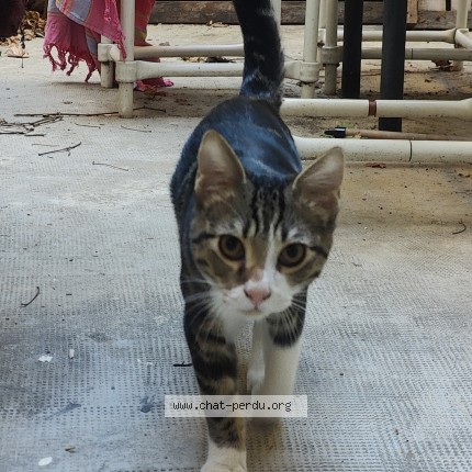 Photo 1/1 Chat trouvé Trouvé à Marseille