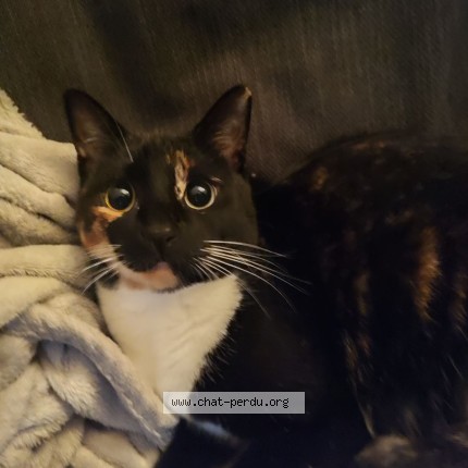 Photo de chat perdu à Nantes