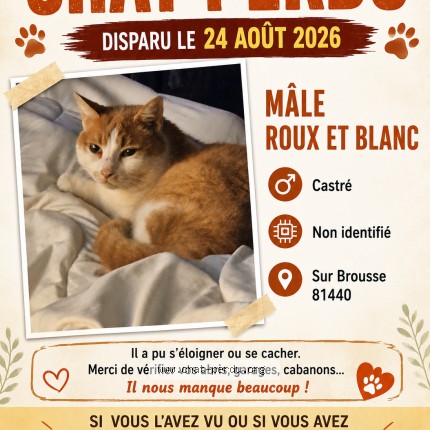 Photo 1/1 caramel Chat perdu à Brousse