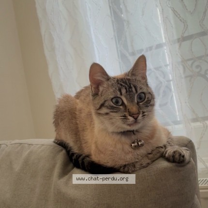 Photo de chat perdu à Bordeaux