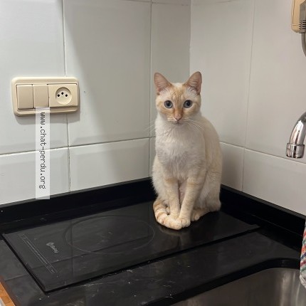 Photo de chat perdu à Valence