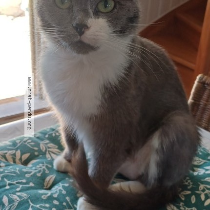 Photo 1/1 Chat trouvé Trouvé à Vermelles