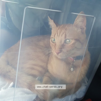 Photo de chat trouvé à Neuilly Sur Marne