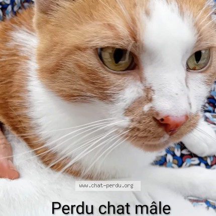 Photo 1/1 Milo Chat perdu à Reims