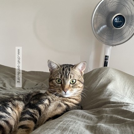 Photo 1/1 Kora Chat perdu à Aubervilliers