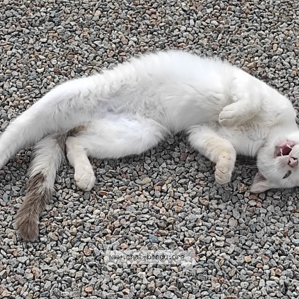 Photo de chat trouvé à Audierne