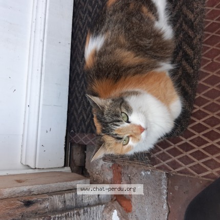 Photo de chat trouvé à Rothbach