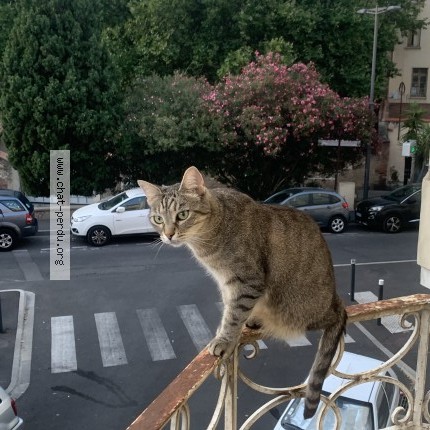 Photo 1/1 Gon Chat perdu à Perpignan