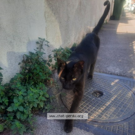 Photo de chat trouvé à Toulon