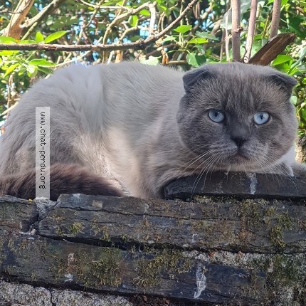 Photo de chat trouvé à Angers