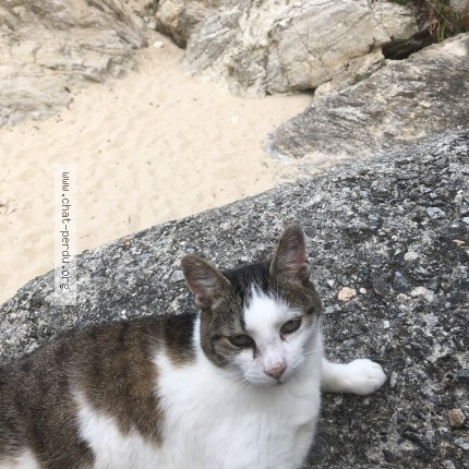 Photo 1/1 loupo Chat perdu à Rennes