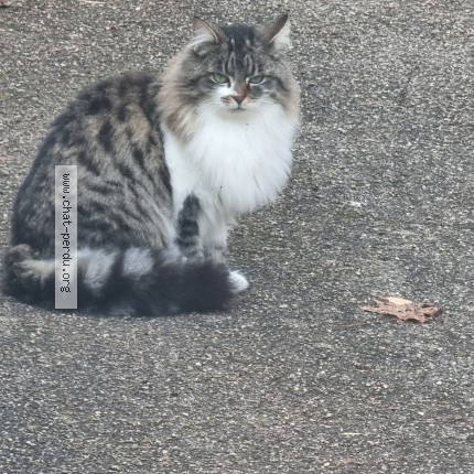 Photo 1/1 Amande Chat perdu à Rillieux La Pape