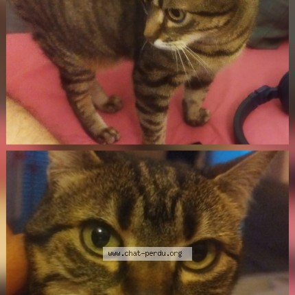 Photo 1/1 Zelda Chat perdu à Corbeil Essonne