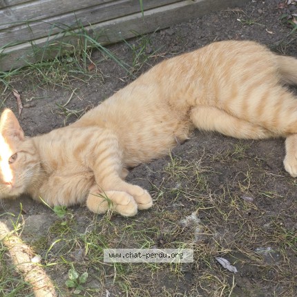 Photo 1/1 Garfield Chat perdu à Villers St Barthelemy