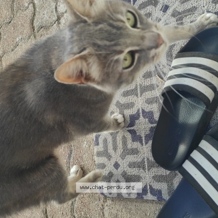 Photo 1/1 Chat trouvé Trouvé à Villegats