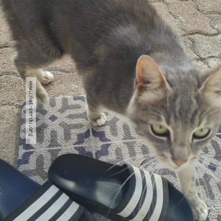 Photo 1/1 Chat trouvé Trouvé à Villegats