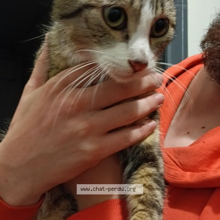 Photo 1/1 Chat trouvé Trouvé à Fougeres