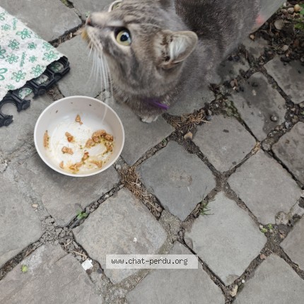 Photo 1/1 Chat retrouvé Trouvé à Saint Nicolas