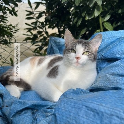 Photo 1/1 Chat retrouvé Perdu à Montlivault