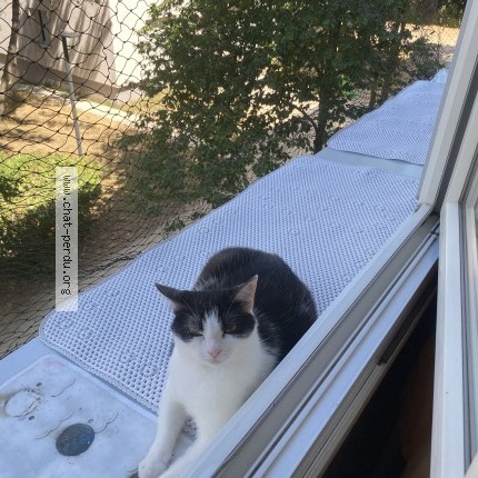 Photo de chat perdu à Viry Chatillon