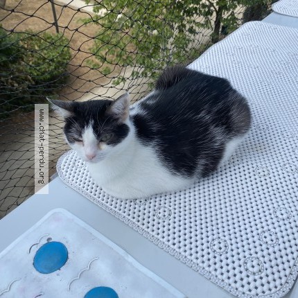 Photo 2/2 Daisy Chat perdu à Viry Chatillon