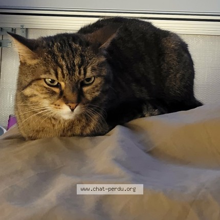Photo de chat perdu à Nancy