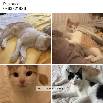 Photo de chat perdu à Yvrac