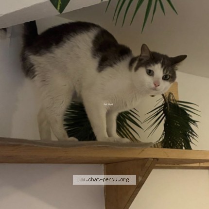 Photo 1/1 gribouille Chat perdu à Mery Sur Oise