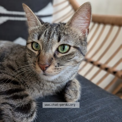 Photo 1/1 Chat retrouvé Perdu à Lyon