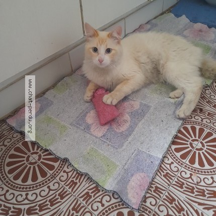 Photo de chat perdu à St Denis